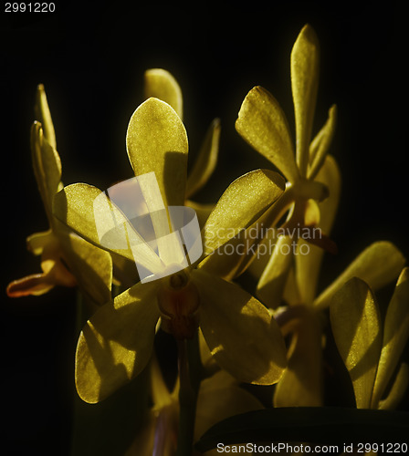 Image of Backlit Yellow Orchid