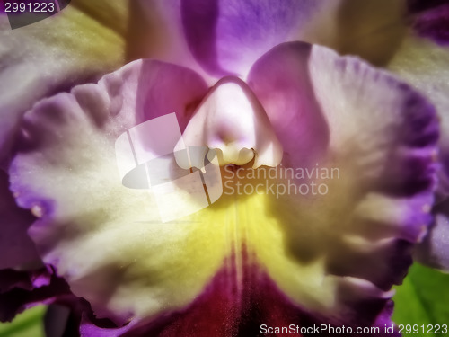 Image of Lavender and Yellow Orchid