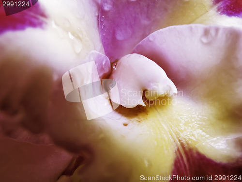 Image of Lavender and Yellow Orchid