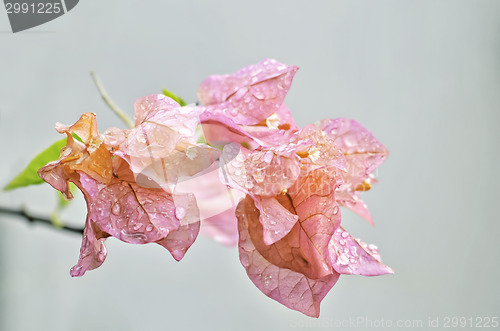 Image of Pink Bougainvillea