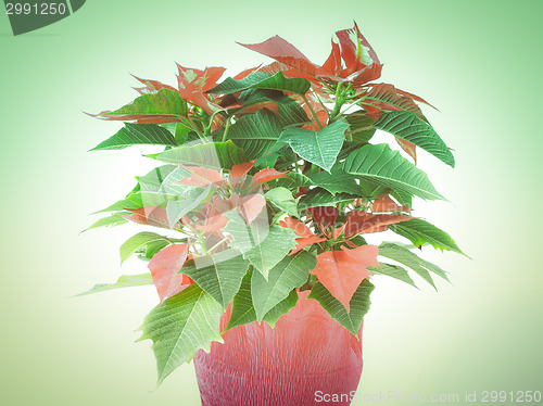 Image of Retro look Poinsettia