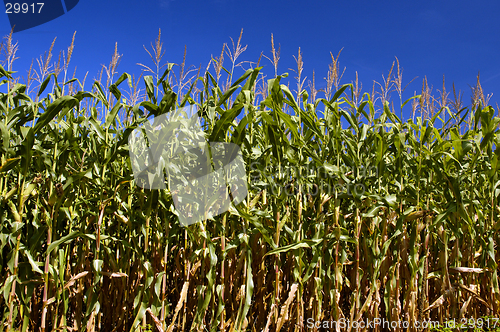 Image of Field Of Corn