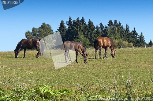 Image of Grazing horses
