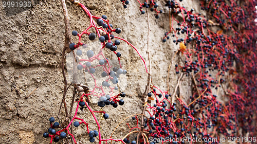 Image of Virginia creeper fruits