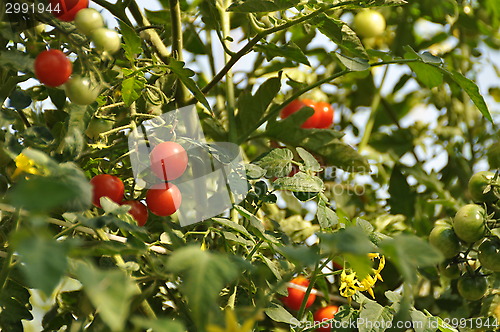 Image of red ,green tomatoes