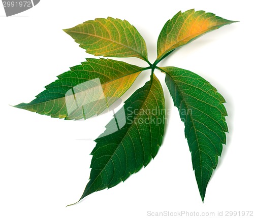 Image of Multicolor grapes leaf