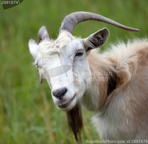 Image of Portrait of goat