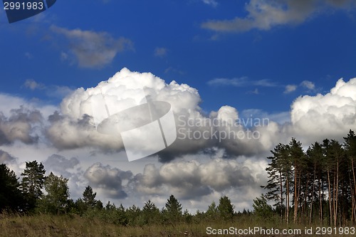 Image of Coniferous forest and blue sky with clouds