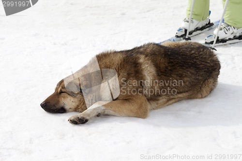 Image of Dog sleeping on ski slope