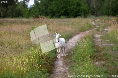 Image of Goat on meadow