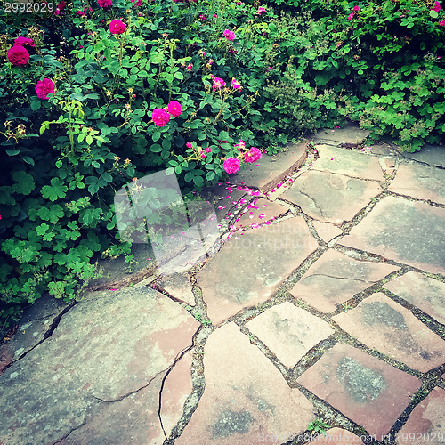 Image of Wild roses in summer garden