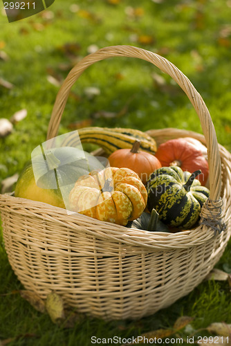 Image of pumpkins