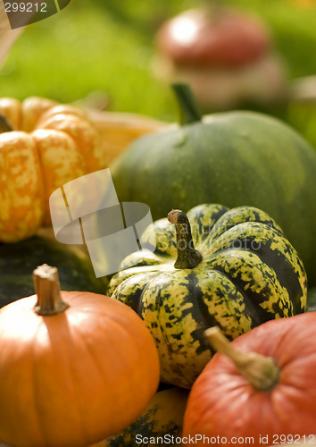 Image of pumpkins