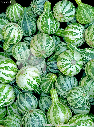 Image of Green pumpkins