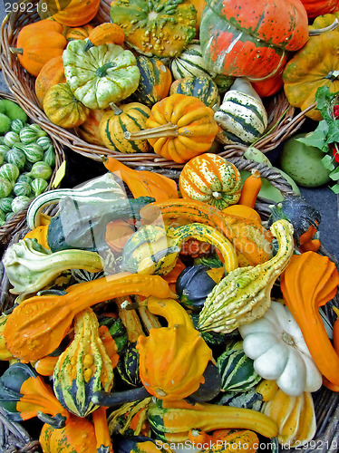 Image of Pumpkins assortment