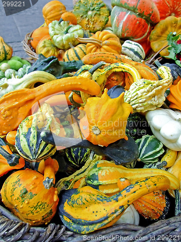 Image of Small pumpkins