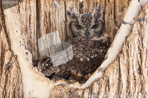 Image of Spotted Eagle Owl