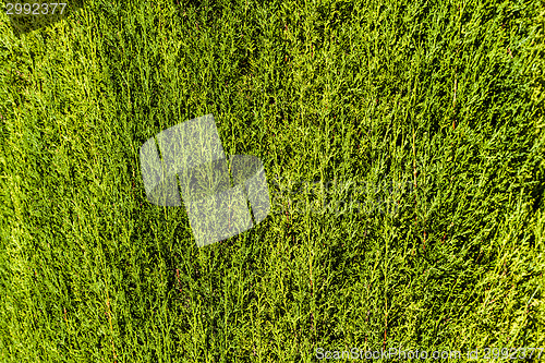 Image of Green Hedge background