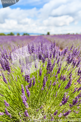 Image of Lavander field