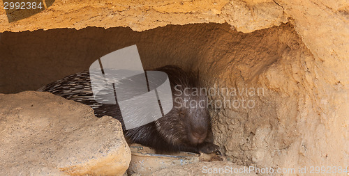 Image of Huge Porcupine