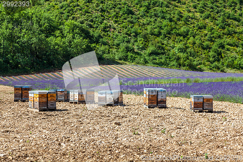 Image of Beehive close to lavander field