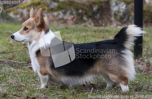 Image of welsh corgi youngster
