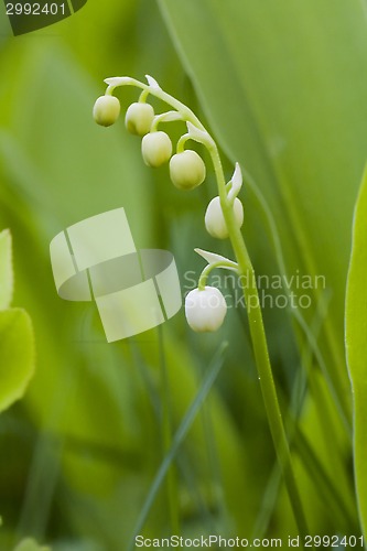 Image of lily of the valley