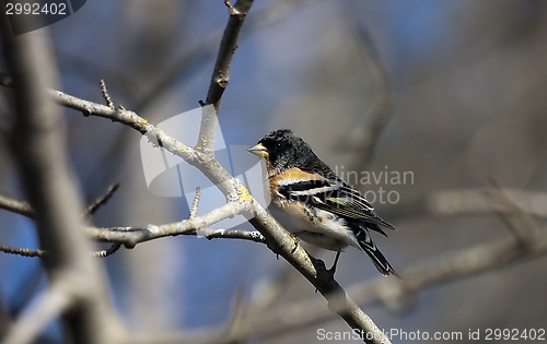 Image of brambling