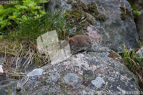 Image of mouse on stone