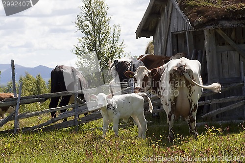 Image of cows on summer pasture