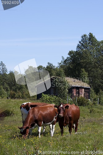 Image of grazing cows
