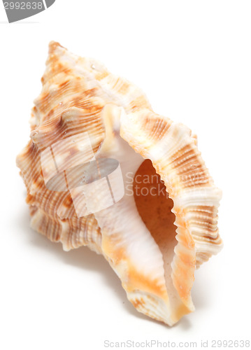 Image of large seashell
