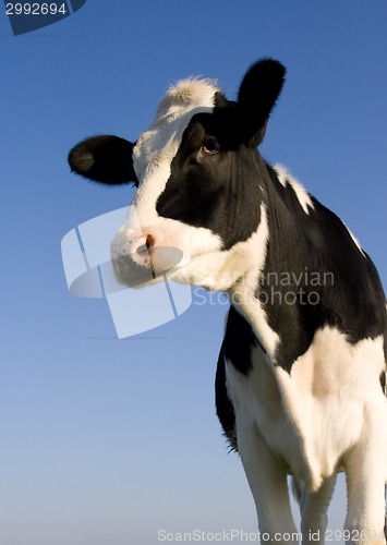 Image of Holstein cow