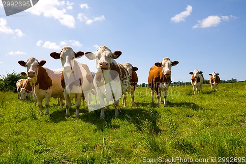 Image of Montbeliarde cows