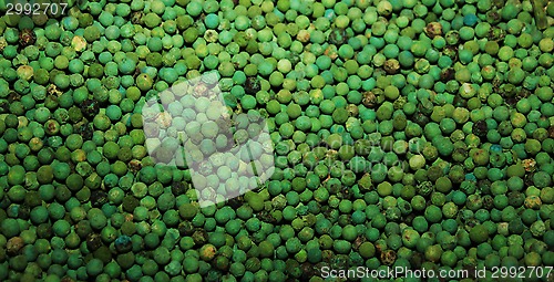 Image of green  pepper background