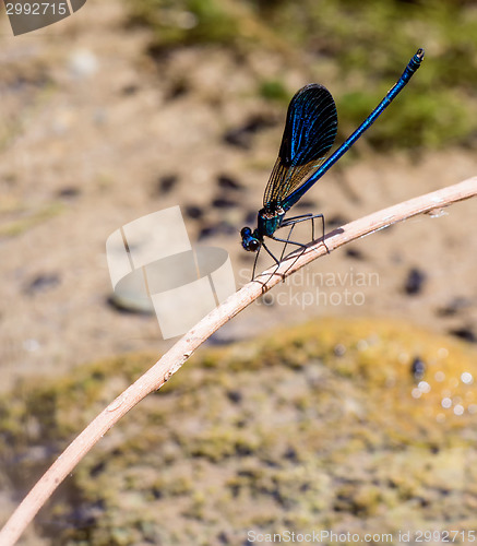 Image of Cretan damselfly