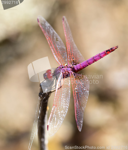 Image of Violet dropwing dragonfly in Crete