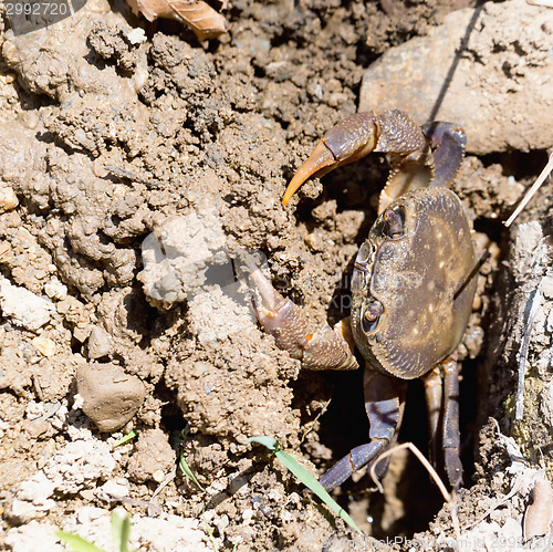 Image of River crab at burrow in Crete