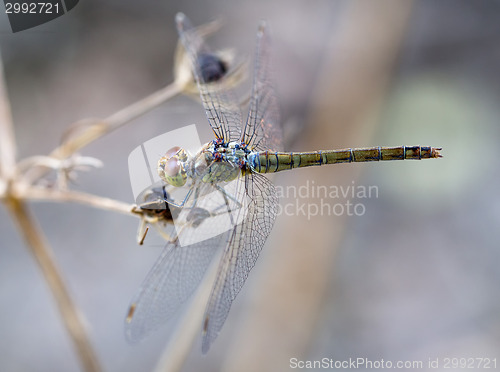 Image of Common darter female on Crete