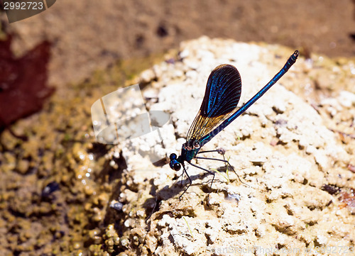 Image of Cretan banded demoiselle macro