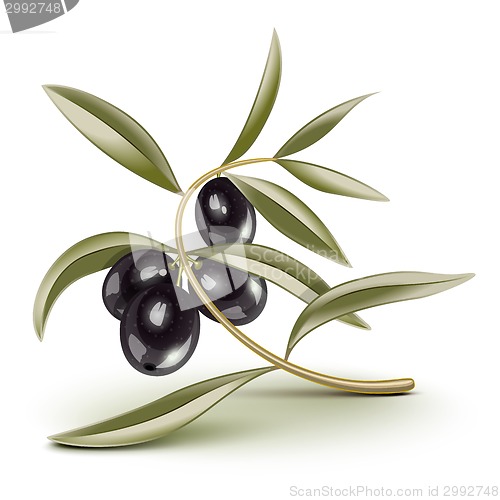 Image of Black olives branch