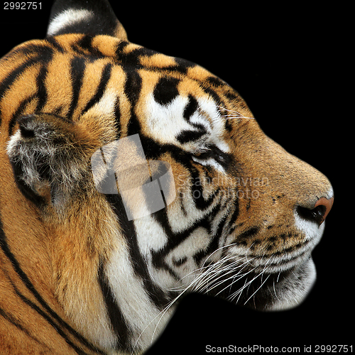 Image of tiger portrait on black background