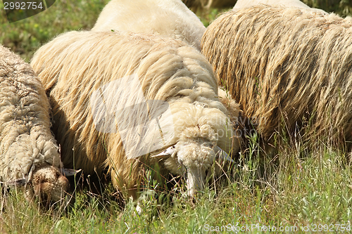 Image of flock of white sheep grazing