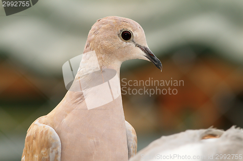 Image of eurasian collared dove portrait