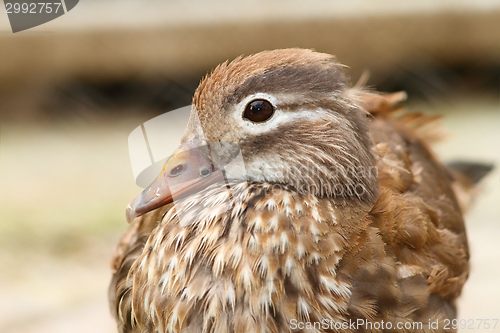 Image of female mandarin duck