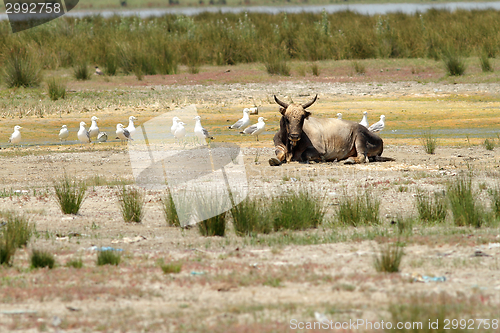 Image of big bull in danube delta