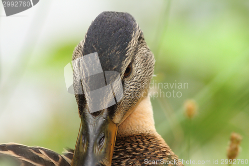 Image of female mallard scratching