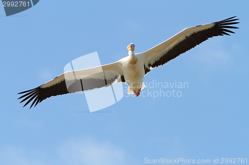 Image of great pelican with open wings