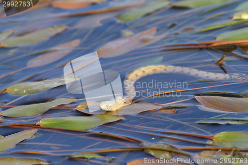 Image of dice snake on water surface