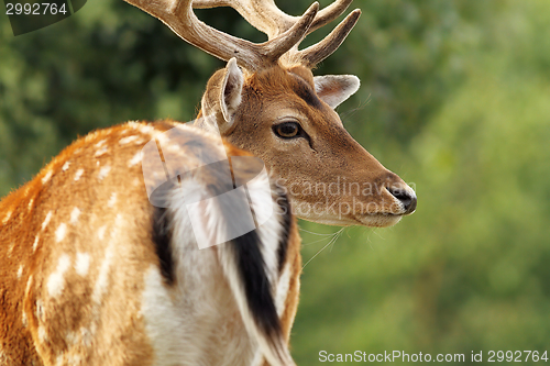 Image of fallow deer stag close up